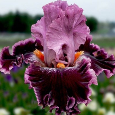 Fashion Diva (Johnson, 2009)